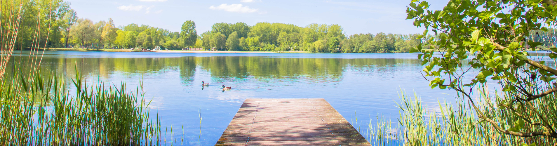 Fishing pier overlooking water with trees in the background.